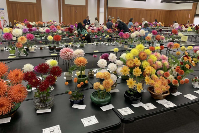 Dahlias come in a varietyCourtesy of Beverly Dahlstedt.