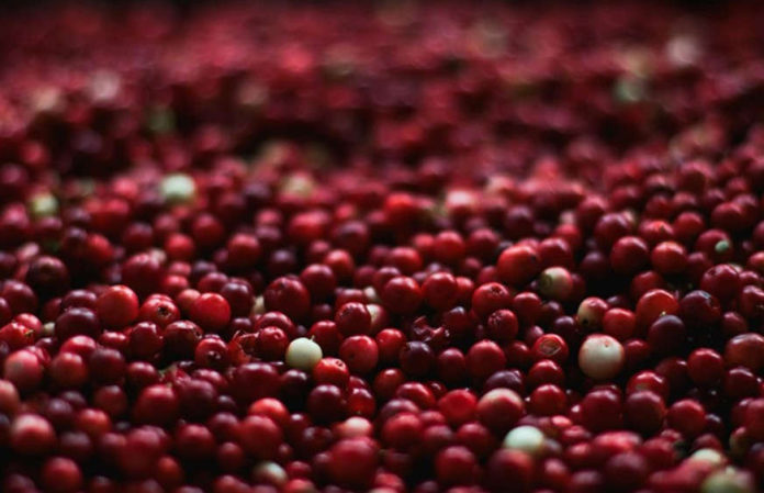 Is the cranberry another global warming casualty?