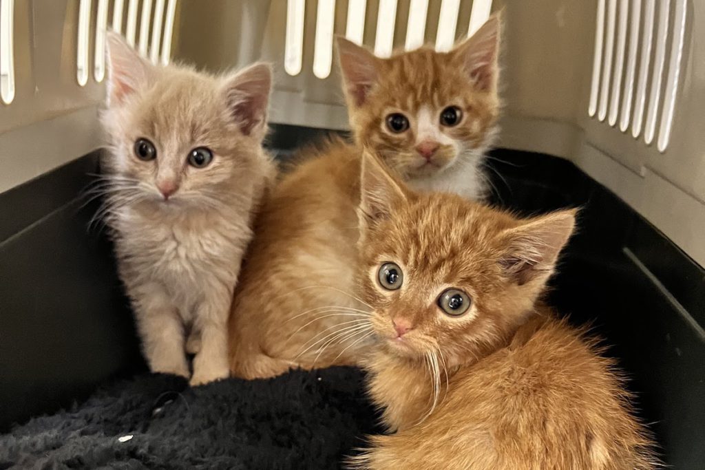 In 2024, the OHS kitten foster program had 141 adoptions. All photos courtesy of Ohlone Humane Society