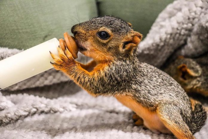 Baby squirrel season has arrived at Ohlone Humane Society