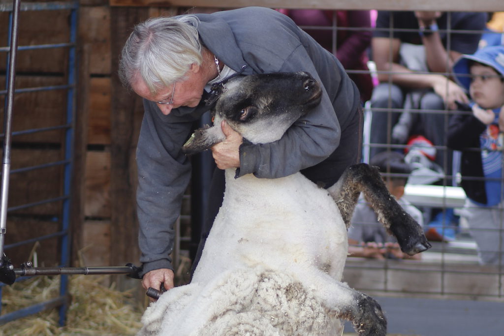 When the sheep lose their winter coats they are ready for warm spring weather. Victor Carvellas