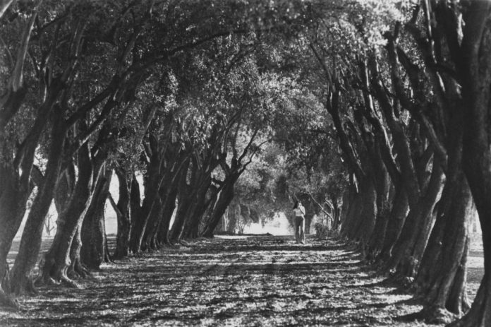 Tri-City History A-Z in Photographs #15: Orchards