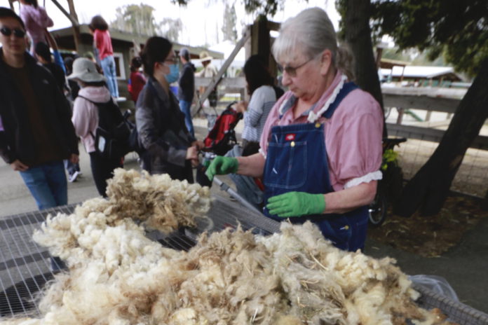 Ardenwood holds annual Sheep Shearing Day