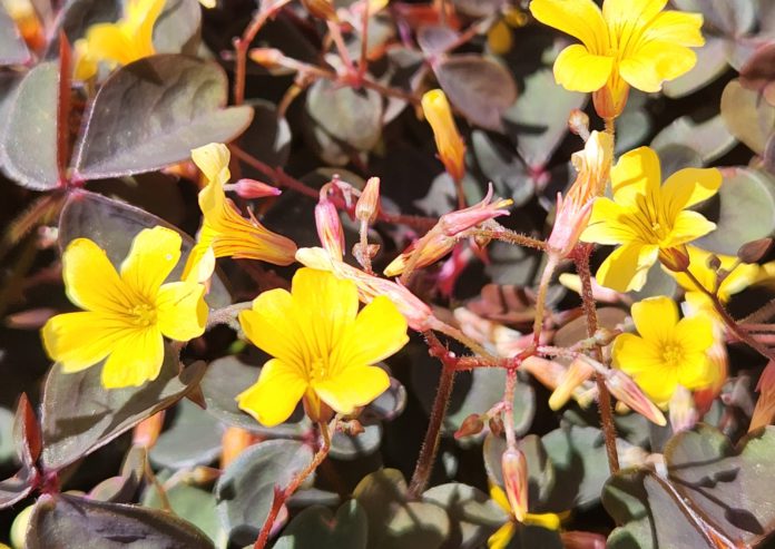 Oxalis: to weed or not to weed