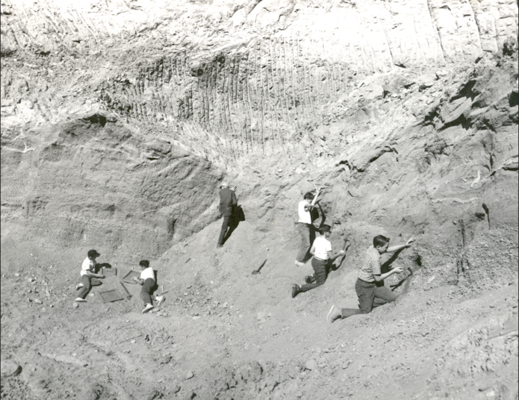 The ‘boy paleontologists’ are at work in Bell Quarry digging for ice age fossils. The Pleistocene fossils found at Irvington were so unique that the era they marked was named the Irvingtonian Era. In 1945, LIFE Magazine sent a photographer to record the boys and their adviser Wesley Dexter Gordon at work in the quarry. Photo courtesy of Washington Township Museum of Local History