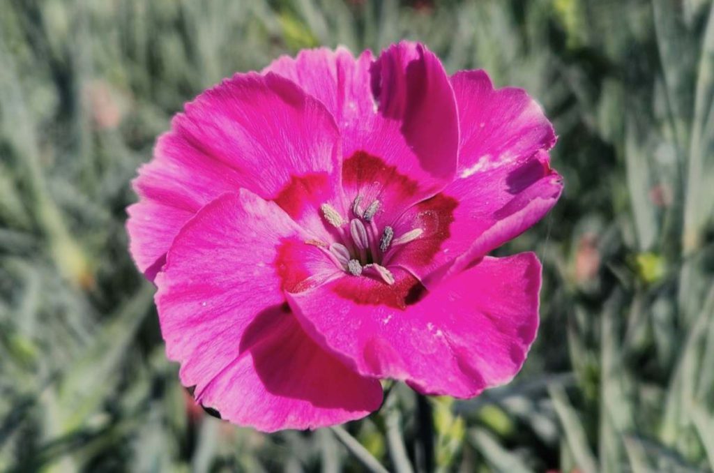 The flamingo pink blooms on Bumbleberry Pie Dianthus make floral arrangements a piece of cake. Daniel O’Donnell