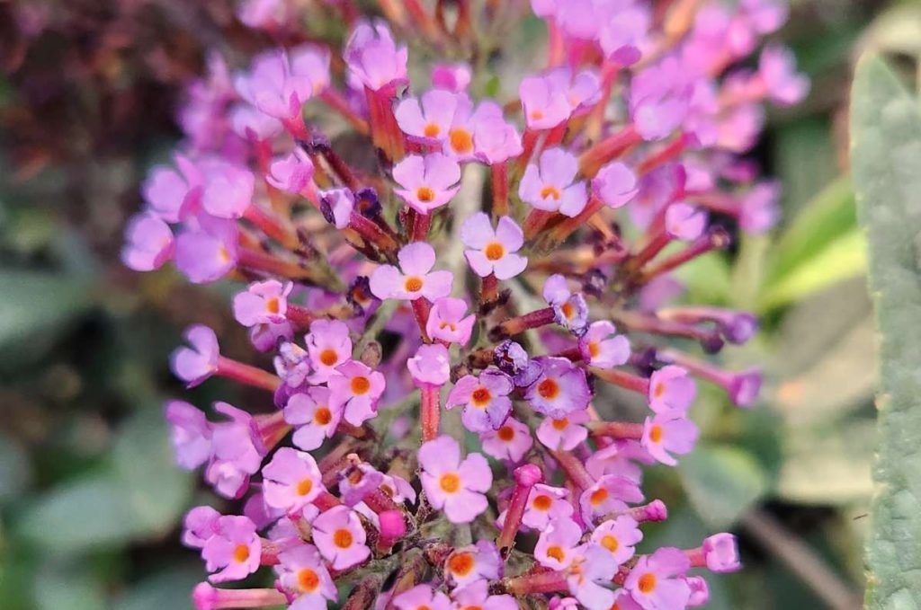 Prince Charming Buddleia may charm princes, but primarily attracts pollinators such as bees and butterflies. Daniel O’Donnell