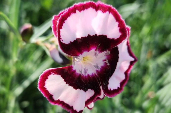 Cute plant names take root