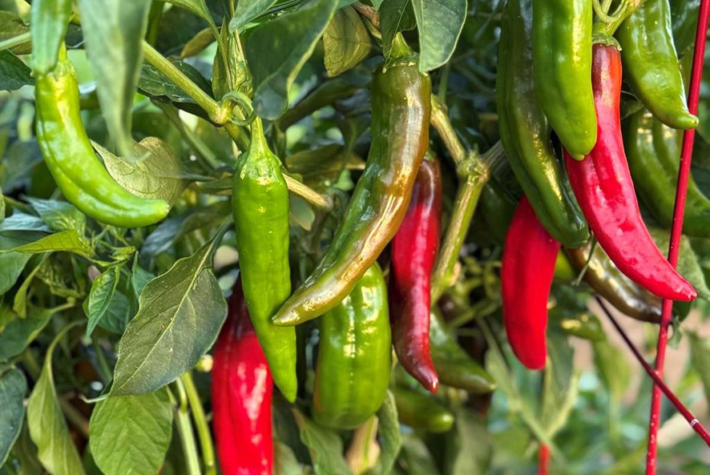 Anaheim peppers are ideal to grow in California. Madhvika Singh