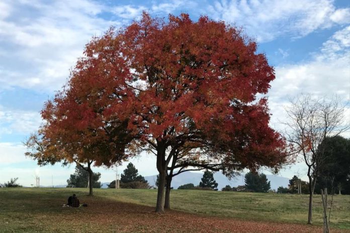 Fall vibes